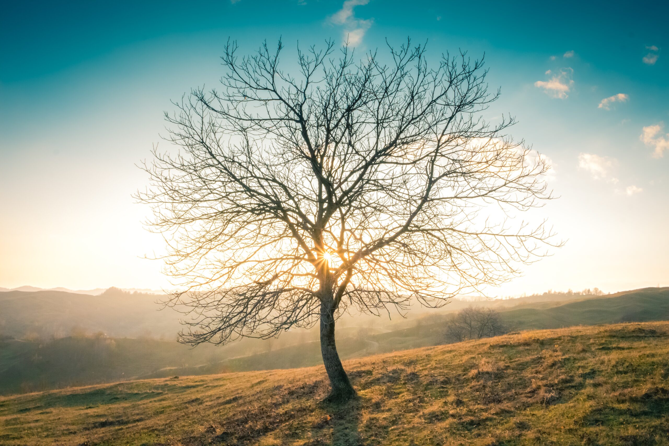 Tree in wilderness with sunrise