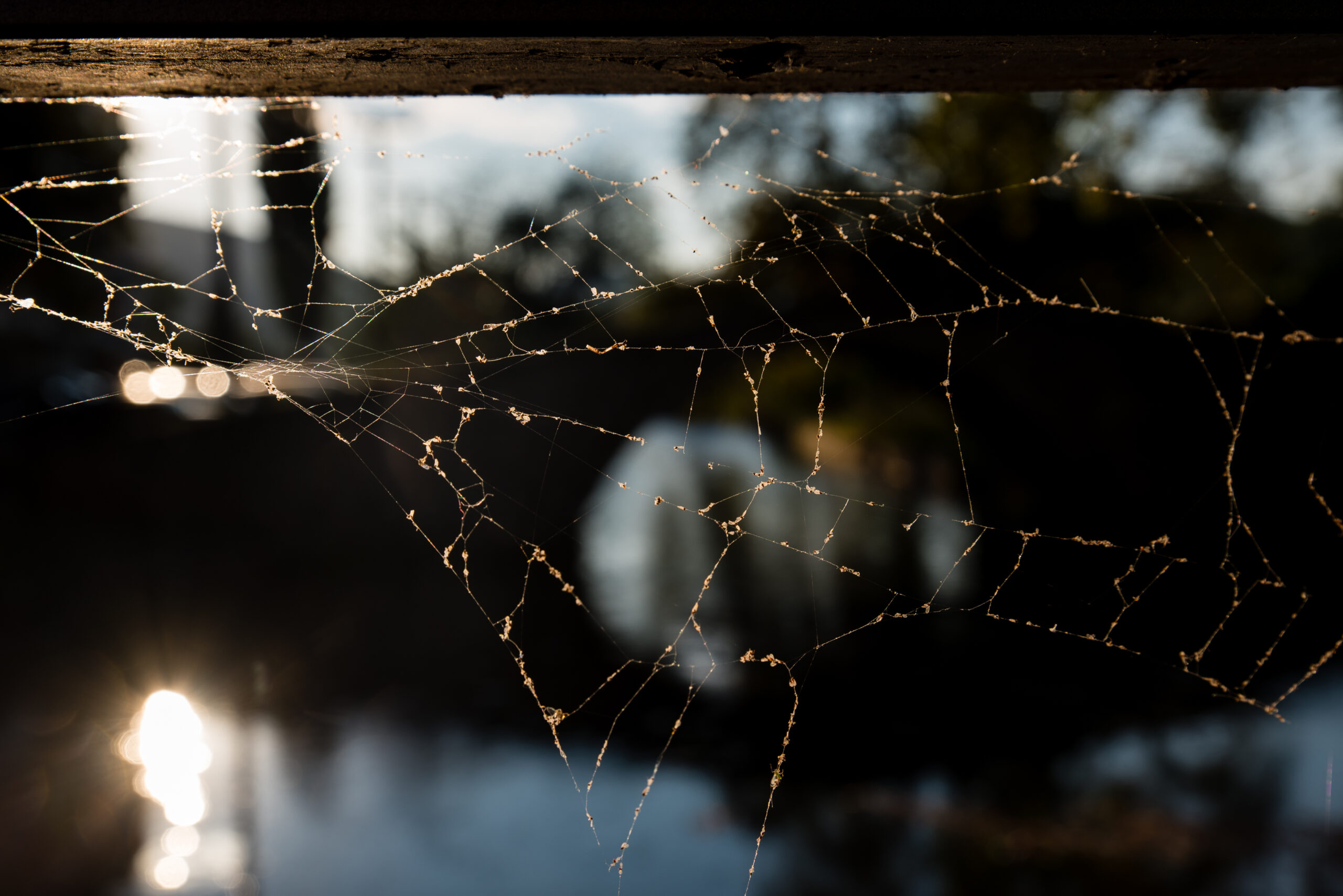 A spider's web in low light. 