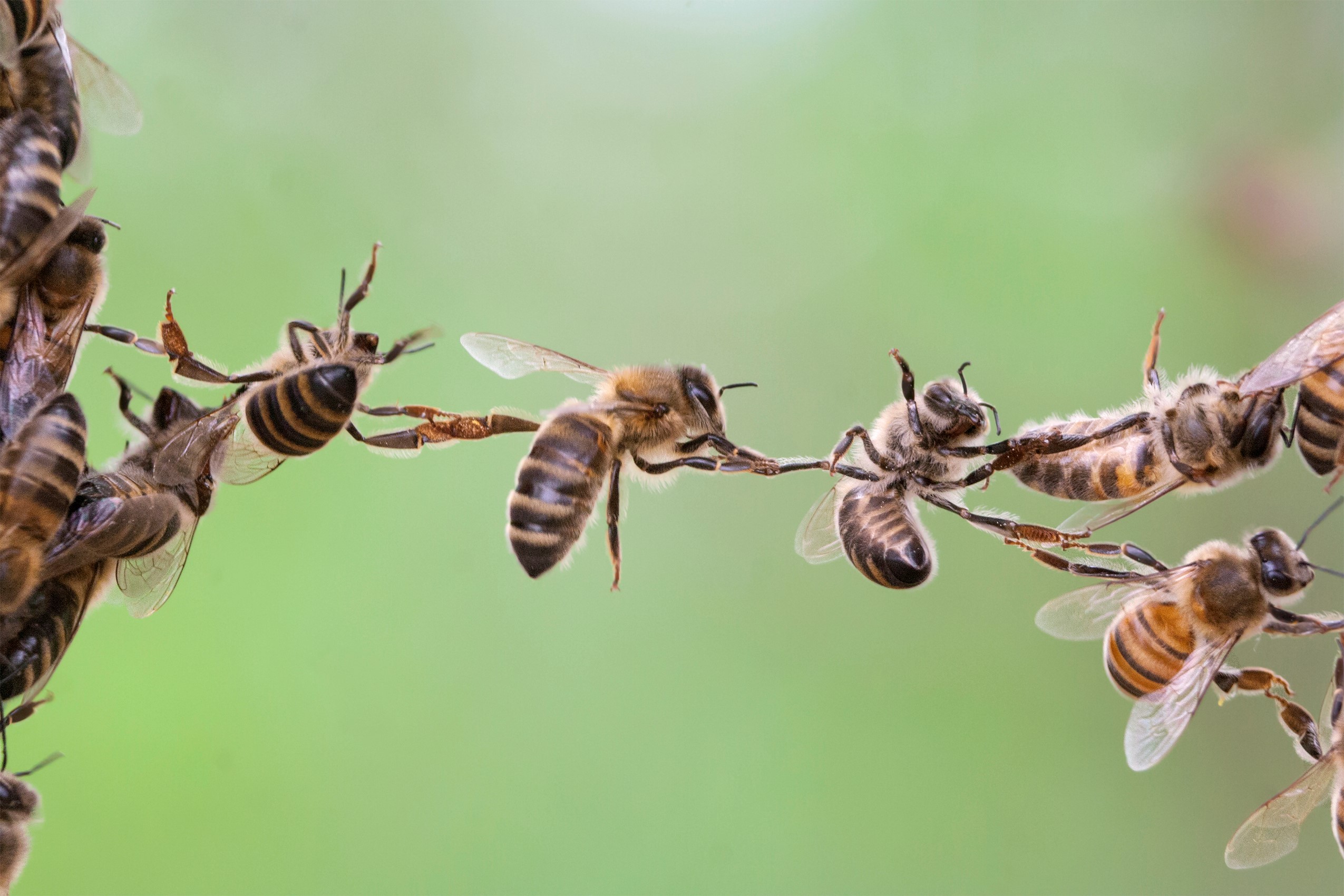 Group of bees working together