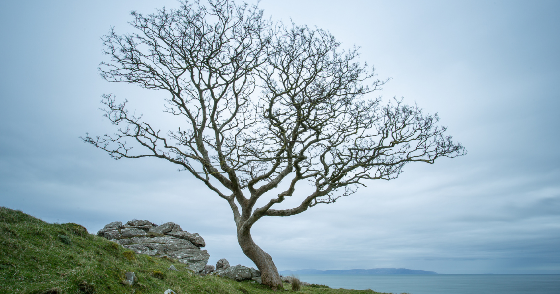 Bare tree on a cliff face with the sea in the distance.