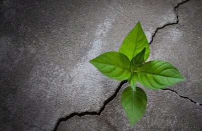 A young tree growing out of concrete