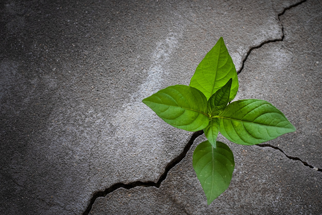 A young tree growing out of concrete