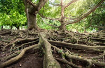 Old ficus tree with powerful root system covering the ground