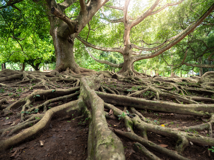 Old ficus tree with powerful root system covering the ground