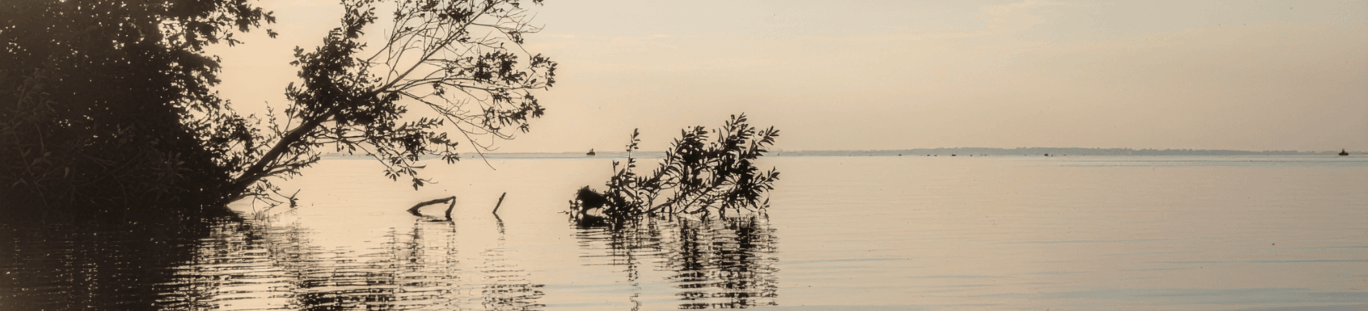 Tree branches hanging over a lake