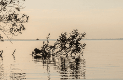 Tree branches hanging over a lake