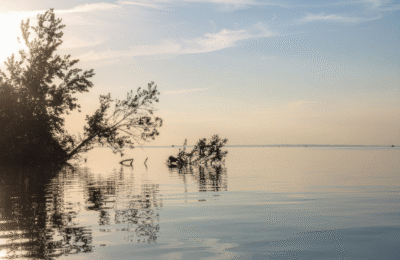 Reflection of a tree in the ocean