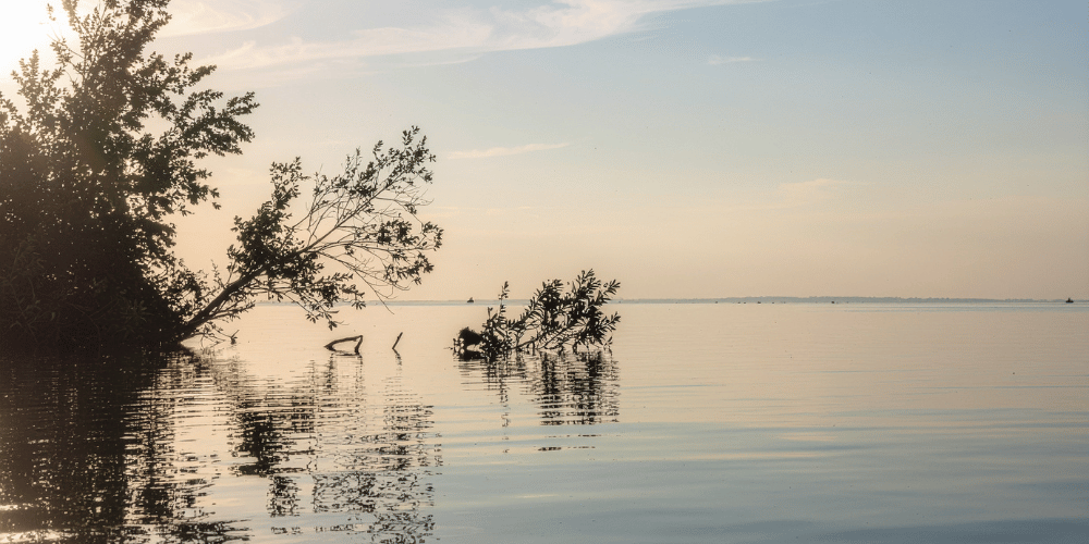 Reflection of a tree in the ocean